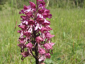 orchis purpurea